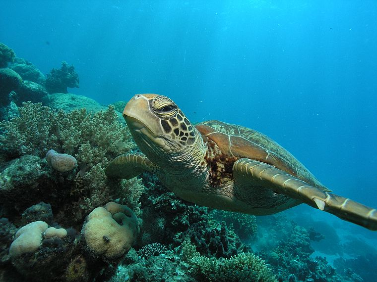 черепахи, водная, под водой, морская - обои на рабочий стол