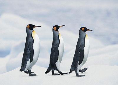 пингвины - оригинальные обои рабочего стола