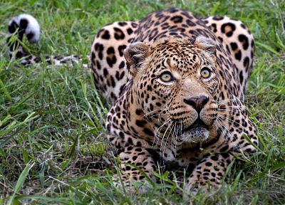 животные, на открытом воздухе, леопарды - случайные обои для рабочего стола