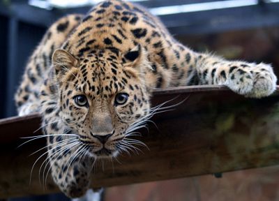 животные, леопарды, Дальневосточный леопард - копия обоев рабочего стола