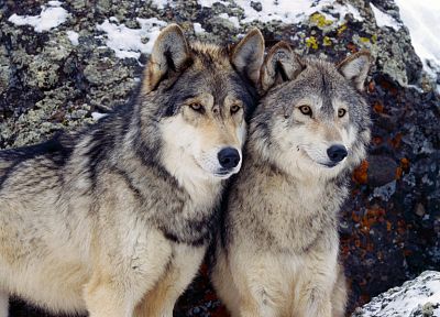 зима, животные, волки - случайные обои для рабочего стола