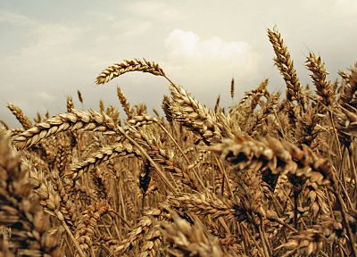 природа, поля, пшеница - оригинальные обои рабочего стола