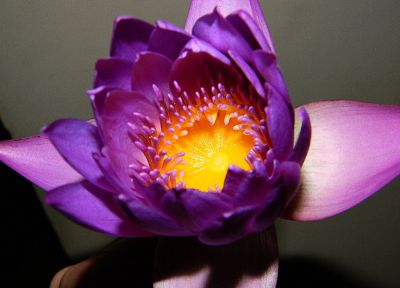 цветы, макро, фиолетовые цветы - похожие обои для рабочего стола