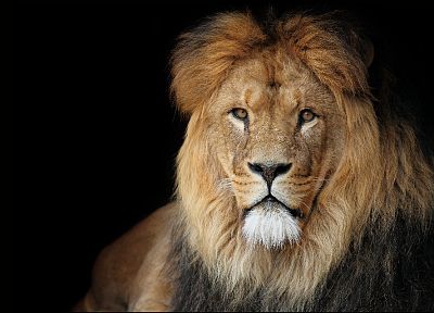 животные, львы - оригинальные обои рабочего стола