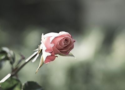цветы, розы - оригинальные обои рабочего стола