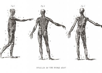 анатомия, человек - обои на рабочий стол