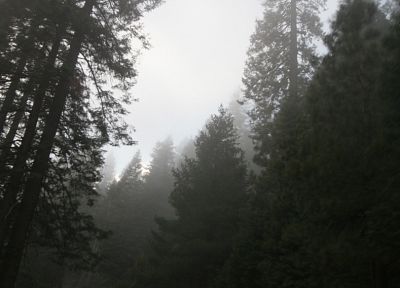 природа, деревья, леса, туман, туман - обои на рабочий стол