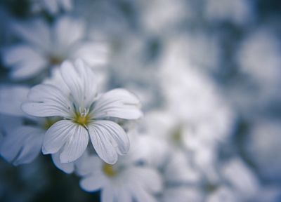природа, цветы, макро, белые цветы - копия обоев рабочего стола