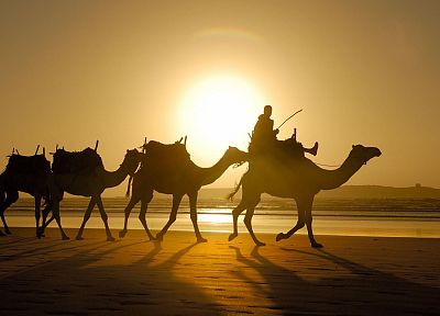 песок, верблюдов, Марокко - оригинальные обои рабочего стола