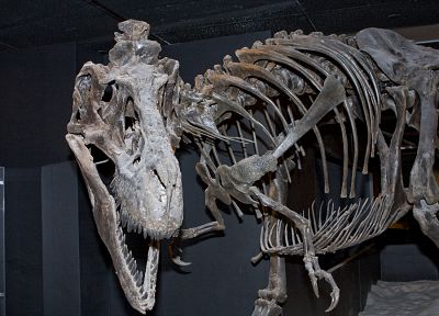 динозавры, скелеты, Tyrannosaurus Rex, окаменелость - обои на рабочий стол