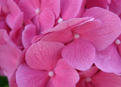 цветы, розовый цвет, гортензия, Гортензии - случайные обои для рабочего стола