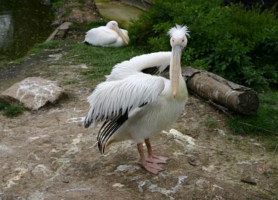 птицы, пеликаны - случайные обои для рабочего стола