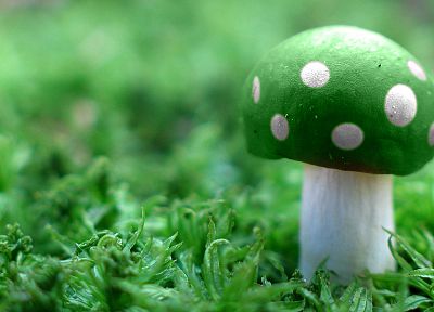 зеленый, грибы - обои на рабочий стол