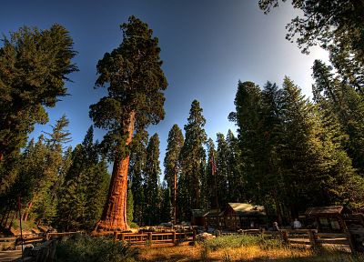деревья, Калифорния, секвойи, хвойные - оригинальные обои рабочего стола