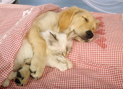 животные, собаки, спальный - похожие обои для рабочего стола
