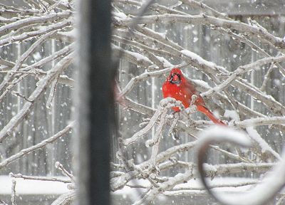 снег, птицы, филиалы, Северный кардинал - обои на рабочий стол