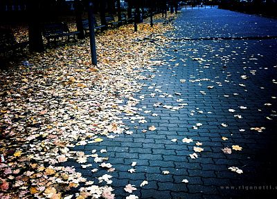 осень, листья, опавшие листья - копия обоев рабочего стола