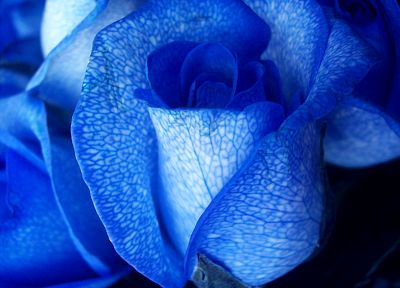 розы, Голубая роза, синие цветы - оригинальные обои рабочего стола