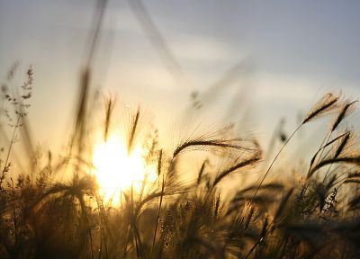 восход, природа, поля, лето, пшеница, макро - обои на рабочий стол