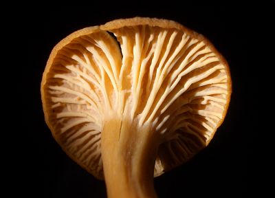 грибы - случайные обои для рабочего стола