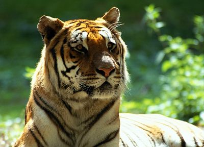 животные, Бенгальские тигры - обои на рабочий стол