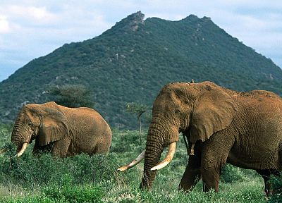 животные, слоны, Африканский, млекопитающие - оригинальные обои рабочего стола