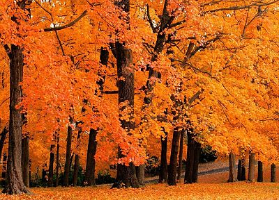 природа, деревья, осень, леса - обои на рабочий стол