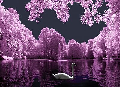 птицы, фиолетовый, цвета, лебеди, озера - оригинальные обои рабочего стола