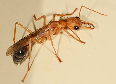 муравьи, Австралия, бульдог муравей - копия обоев рабочего стола