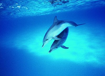 дельфины - обои на рабочий стол