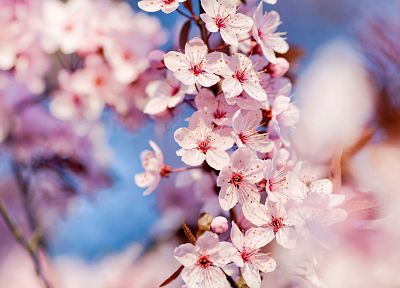 природа, вишни в цвету, цветы, глубина резкости, розовые цветы - похожие обои для рабочего стола