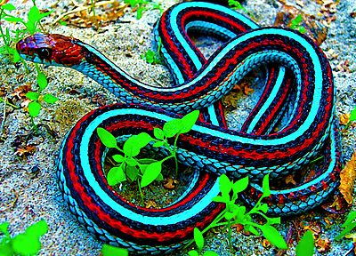 змеи, рептилии, Подвязки Змеи - случайные обои для рабочего стола