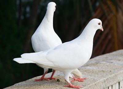 животные, голуби - обои на рабочий стол