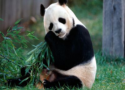 животные, панд - похожие обои для рабочего стола