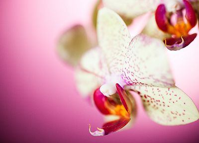 цветы, Smashing Magazine, орхидеи - оригинальные обои рабочего стола