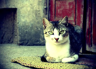 кошки, животные, зеленые глаза - похожие обои для рабочего стола