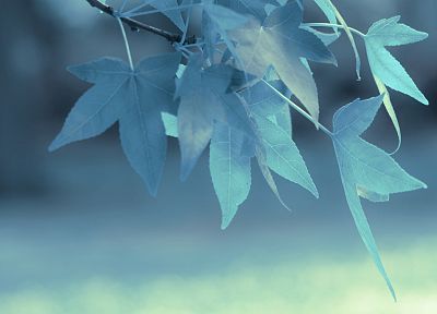 синий, листья, глубина резкости - обои на рабочий стол