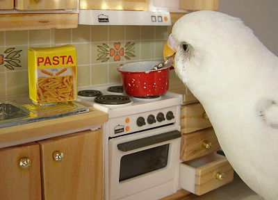 птицы, японский, кулинария, спагетти - обои на рабочий стол