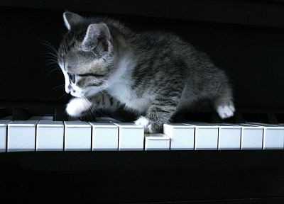 пианино, кошки, оттенки серого, котята - оригинальные обои рабочего стола