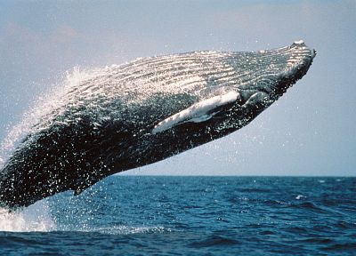 синий, океан, природа, назад, журнал Life, прыжки, США морской пехоты, киты, горбатых китов - случайные обои для рабочего стола