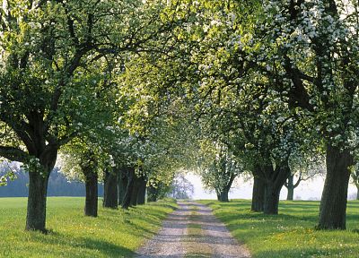 деревья, поля, весна, дороги - случайные обои для рабочего стола