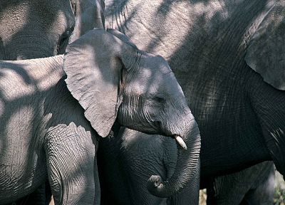 животные, живая природа, слоны, слоненок - обои на рабочий стол