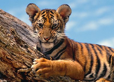 природа, животные, тигры - оригинальные обои рабочего стола