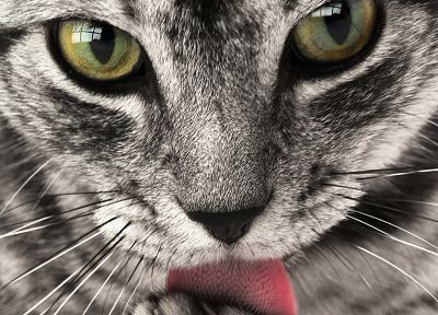 кошки, животные, лизать, язык - случайные обои для рабочего стола