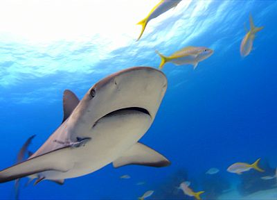 акулы, хищники - похожие обои для рабочего стола
