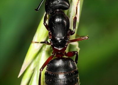 животные, насекомые, муравьи - похожие обои для рабочего стола