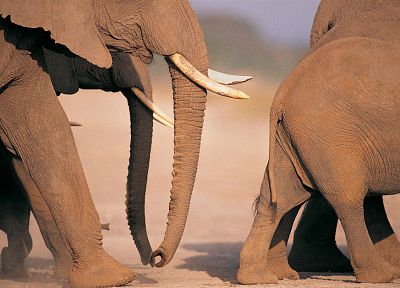 живая природа, слоны - оригинальные обои рабочего стола