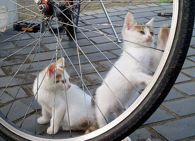 кошки, велосипеды, котята - оригинальные обои рабочего стола