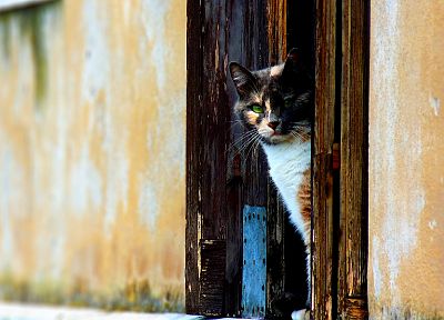 кошки, животные, двери - случайные обои для рабочего стола
