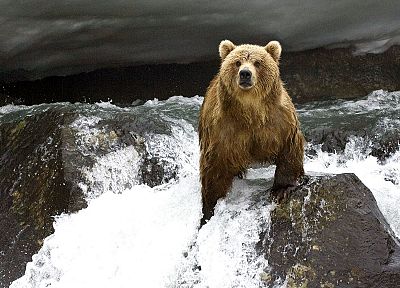 животные, медведи, реки - оригинальные обои рабочего стола